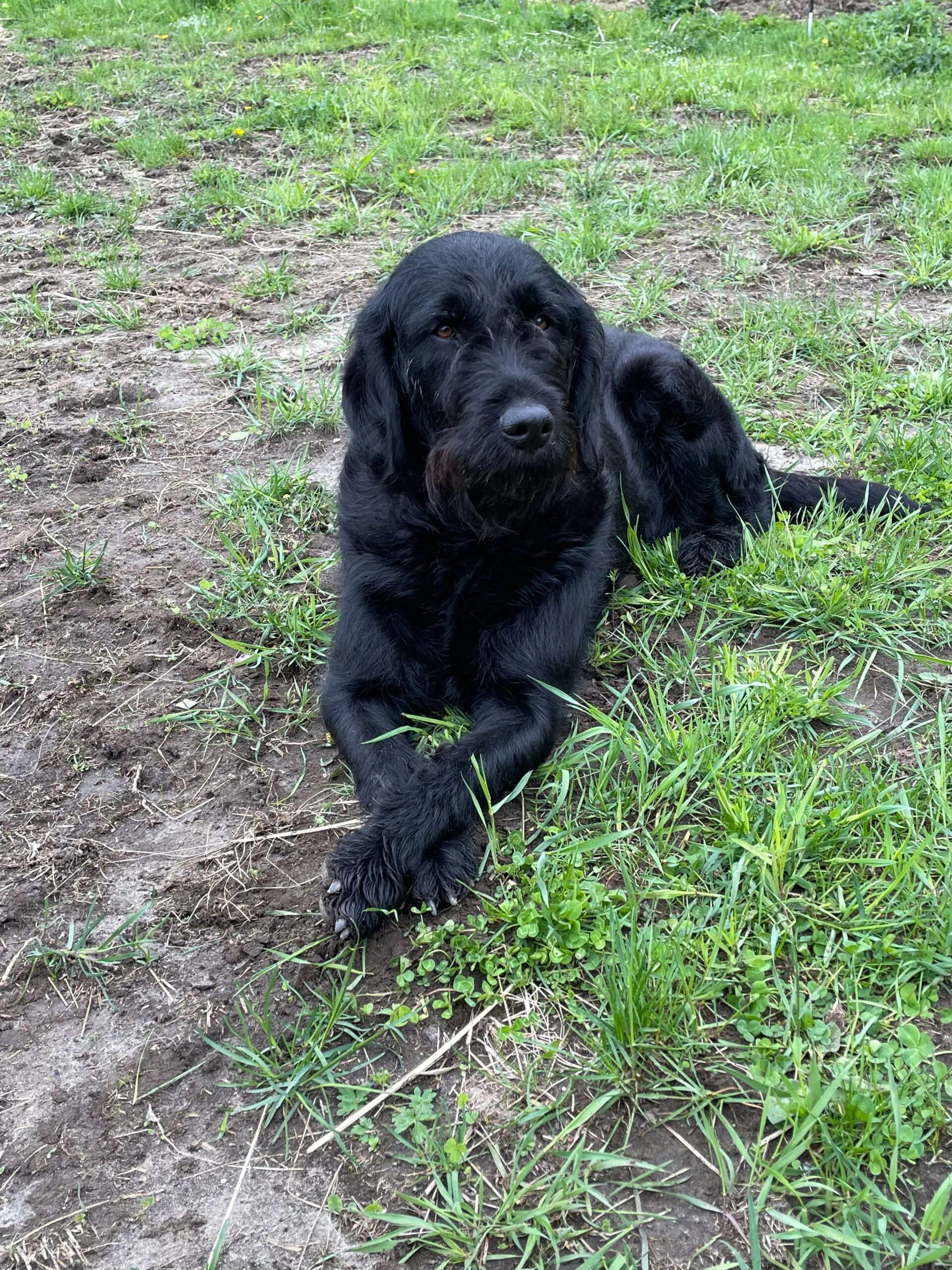 picture of large black dog laying on ground.