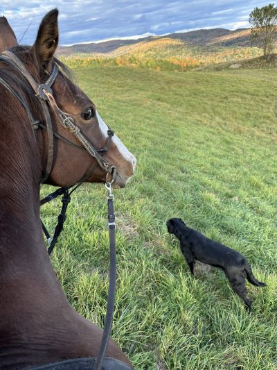 picture of side of horse's head and dog walking in field