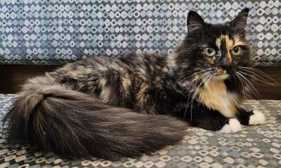 picture of long furred tortie cat laying.