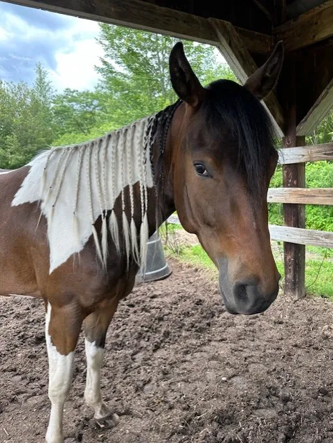 Picture of horse standing