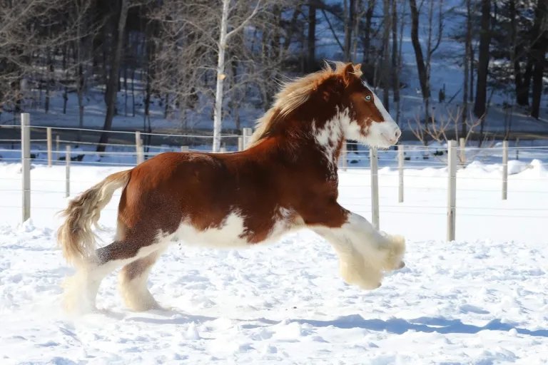 Gypsy Vanner horse play-jumping on snow covered ground
