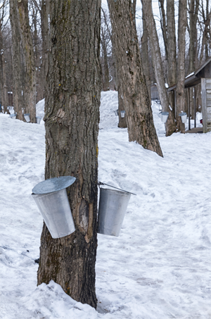 picture of maple sap harvest buckets at sugar shack in Vermont