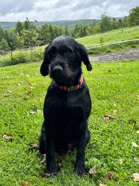 picture of black dog sitting on green grass field