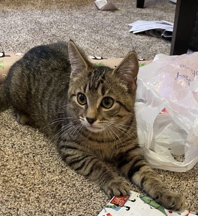 Picture of brown tabby cat on floor