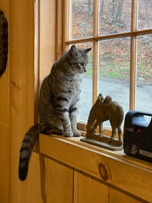 picture of tabby cat sitting in a window