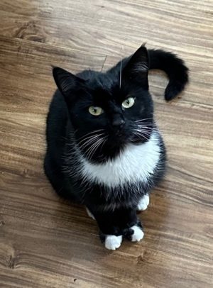 picture of tuxedo cat sitting on floor