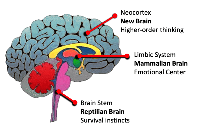 graphic showing three general parts of the human brain